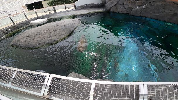 円山動物園の画像
