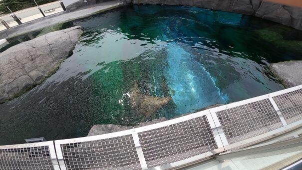 円山動物園のアザラシの画像