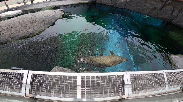 円山動物園のアザラシの画像
