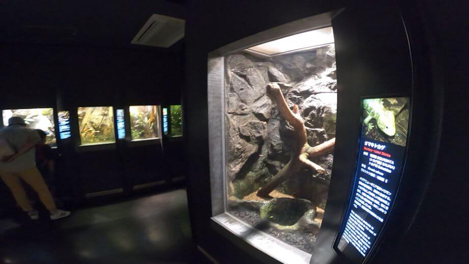 円山動物園の爬虫類の画像