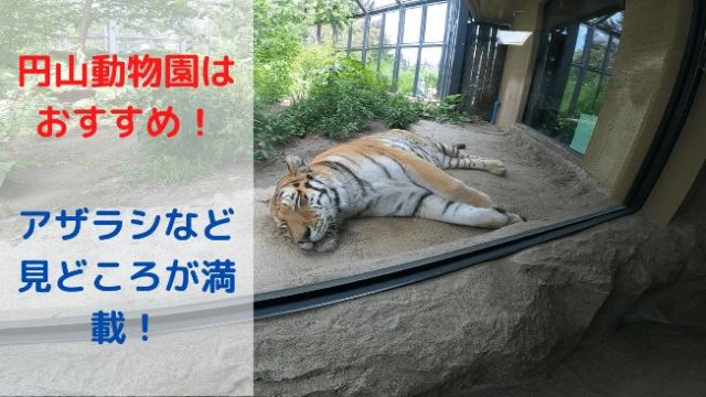 円山動物園はおすすめ！アザラシなど見どころが満載！の画像
